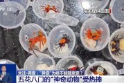 亳州@铲屎官们 养“异宠”或危害国家安全 这些行为违法了