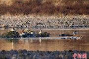 亳州歙县完成安徽首个县域生物多样性调查 共记录物种近4千种